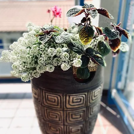 Yacht Club סופוט